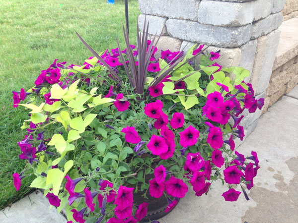 Petunias Outdoor Plants