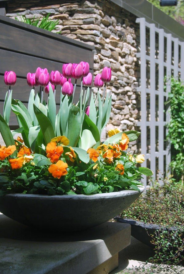 Tulips Outdoor Plants