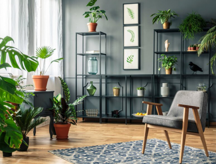 plants for living room