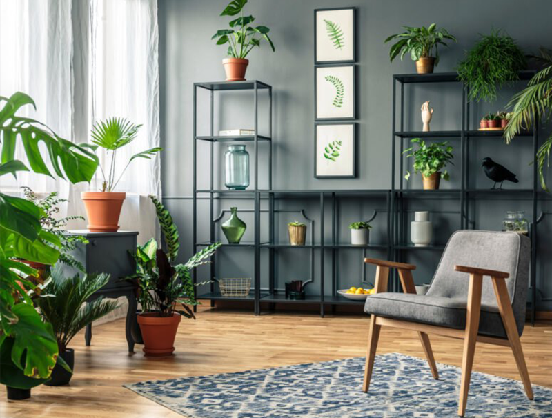 aesthetic living room with plants