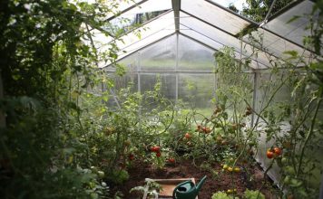 Quarantined? Start Your Own Vegetable Garden At Home