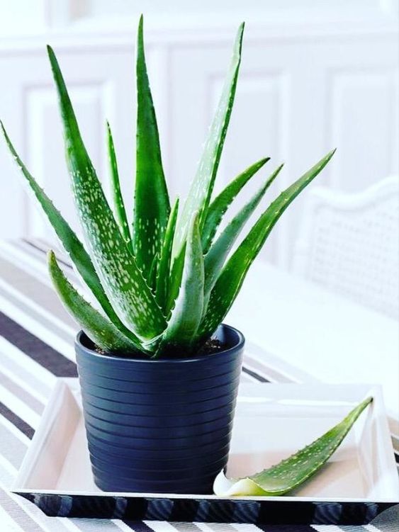 beautiful bedroom with aloe vera