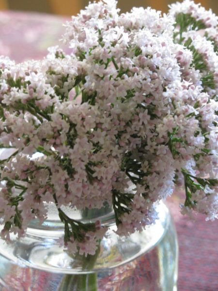 soothing bedroom with valerian plants