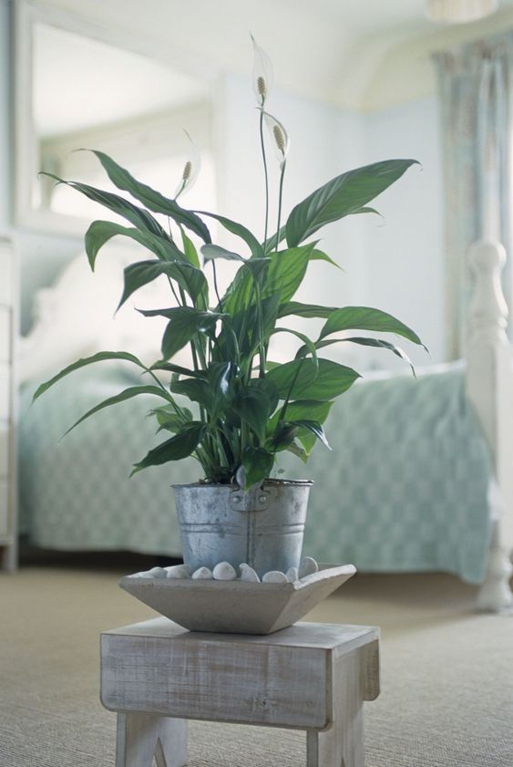 peace lily for sweet bedroom