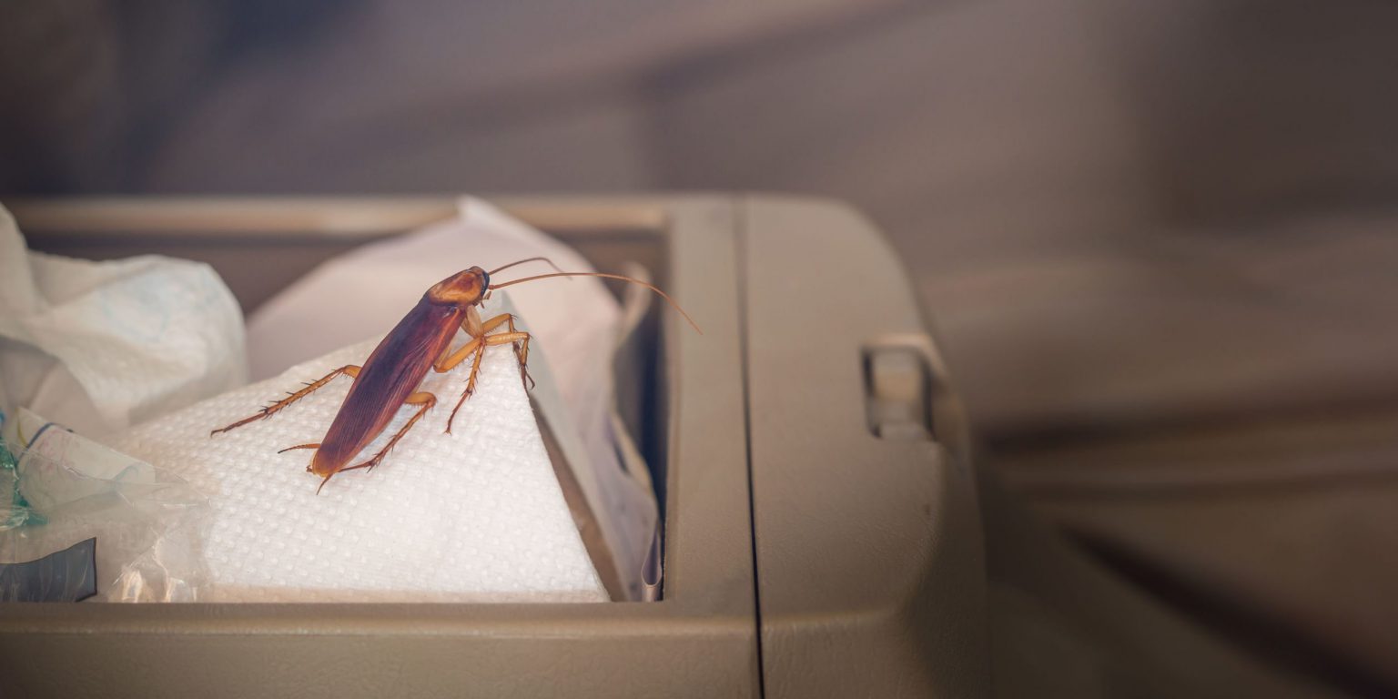 Tips to Get Pests Away from Your Car RooHome