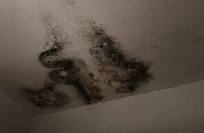 How to Treat and Prevent Black Mold - RooHome