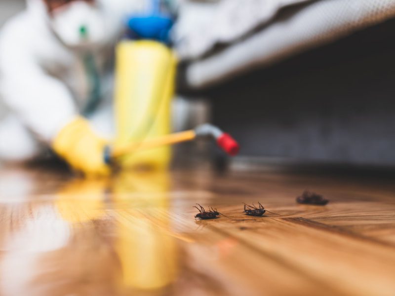When Should You Hire A Pest Control Company In New Jersey? - RooHome