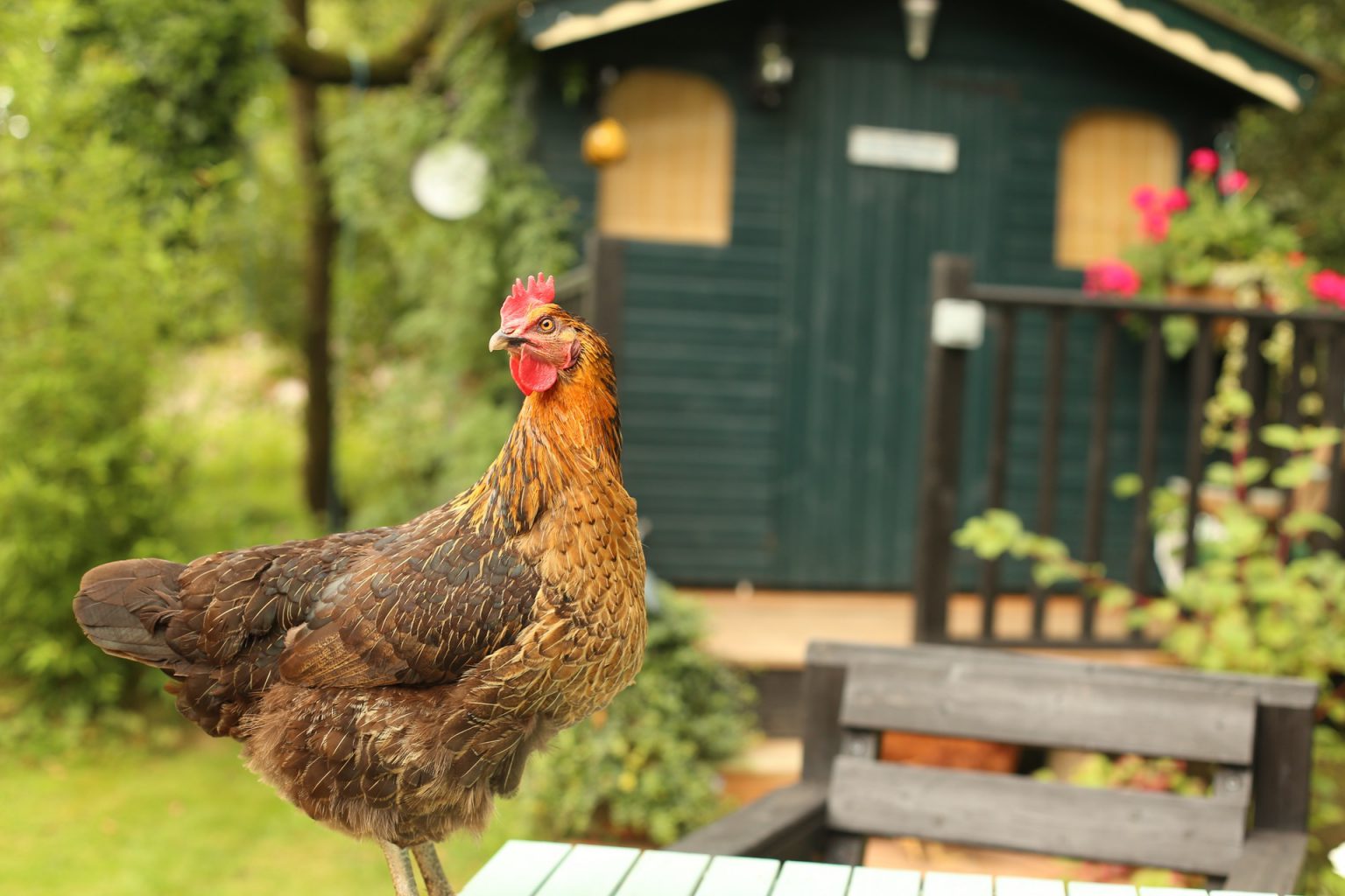 Four Pecky Perks of Keeping Chickens in Your Back Garden RooHome