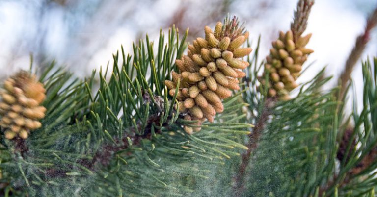 the-environmental-benefits-of-pine-trees-roohome