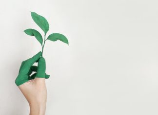 A person holding a green plant