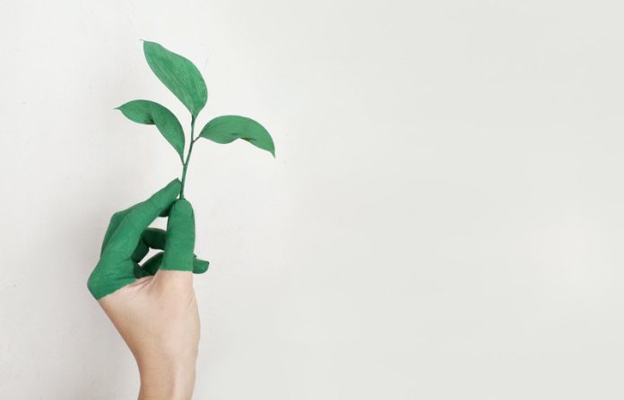 A person holding a green plant