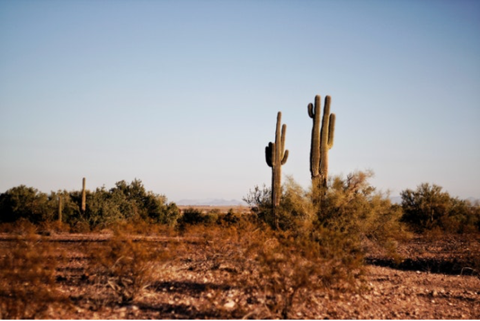 cactus plants in daytime