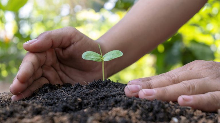 Tree Seedlings: Attributes of Planting Tree Seedlings - RooHome