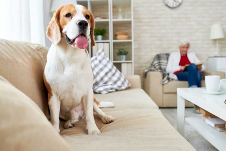 How To Pet-proof Your Furniture - Roohome