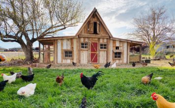 10 Tips to a Perfect Chicken Coop: A Fusion of Function & Aesthetics